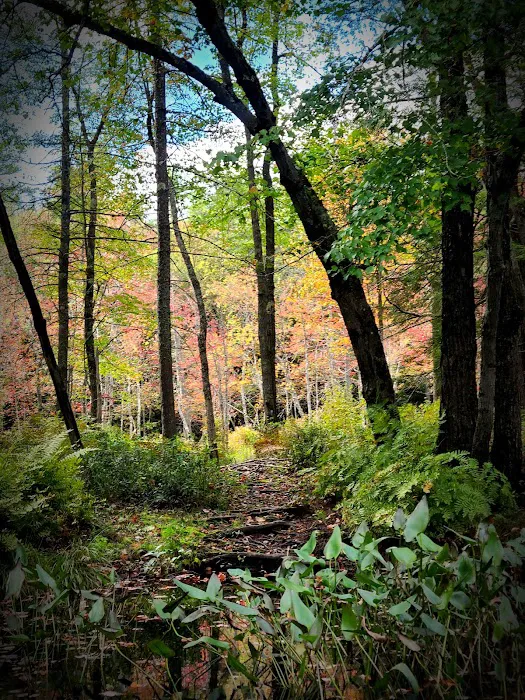 Tully Lake Campground Picture 2