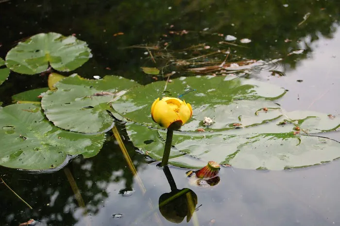 Swanzey Lake Camping Area Picture 6