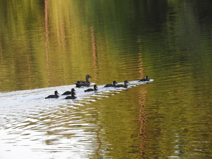 Swanzey Lake Camping Area Picture 10