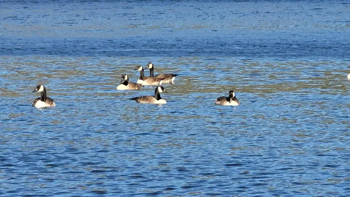 Surry Mountain Camp Ground Picture 5