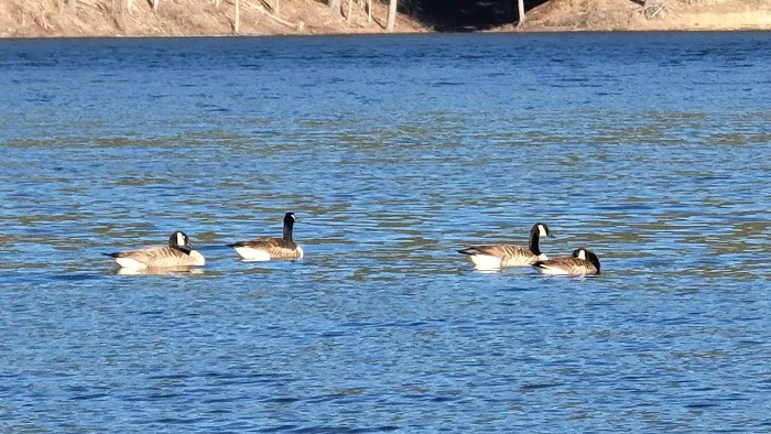 Surry Mountain Camp Ground Picture 4