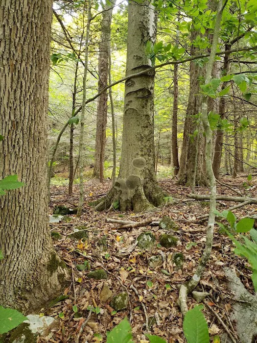 Peaceful Acres Campground Picture 1