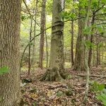 Peaceful Acres Campground