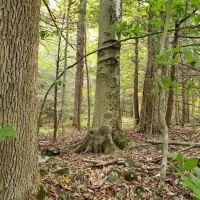 Peaceful Acres Campground ico