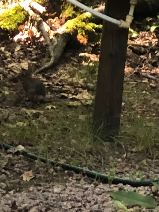 Holly Tree Camper Park Picture 3