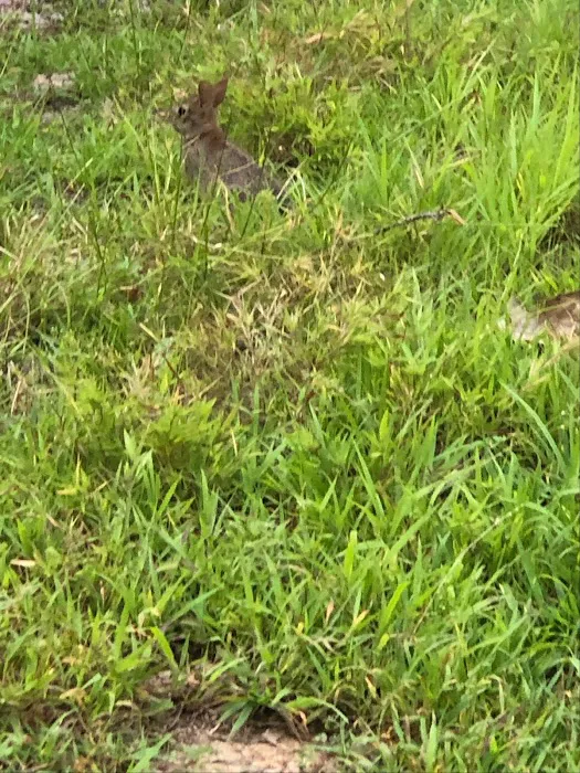 Holly Tree Camper Park Picture 4