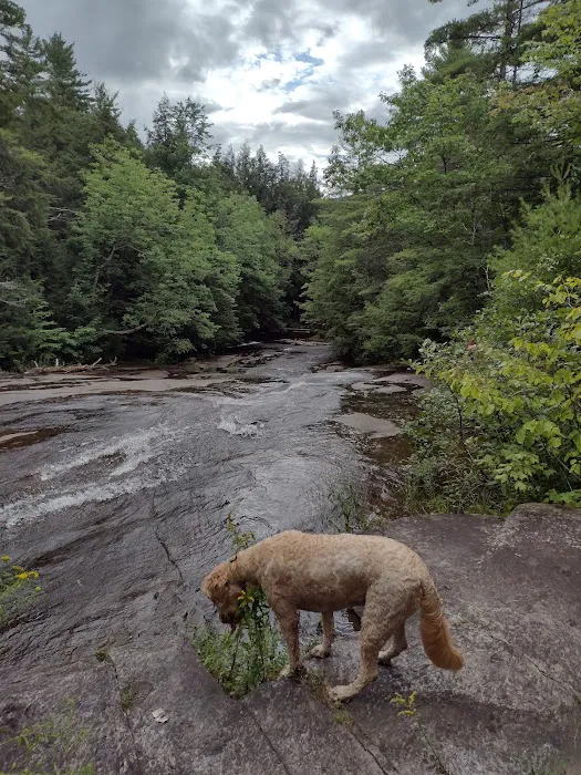 Bear Slide Picture 5