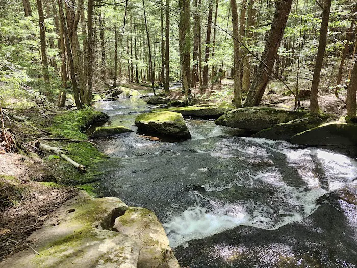 Bear Slide Picture 6