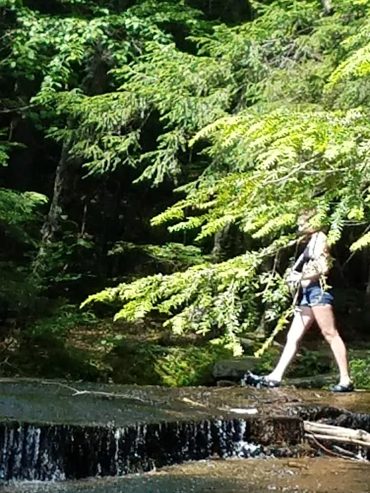 Bear Slide Picture 2