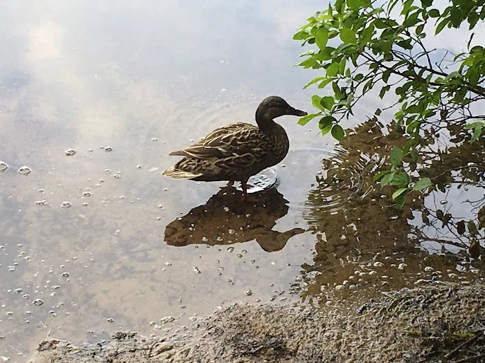 Nicks Lake Campground Picture 4