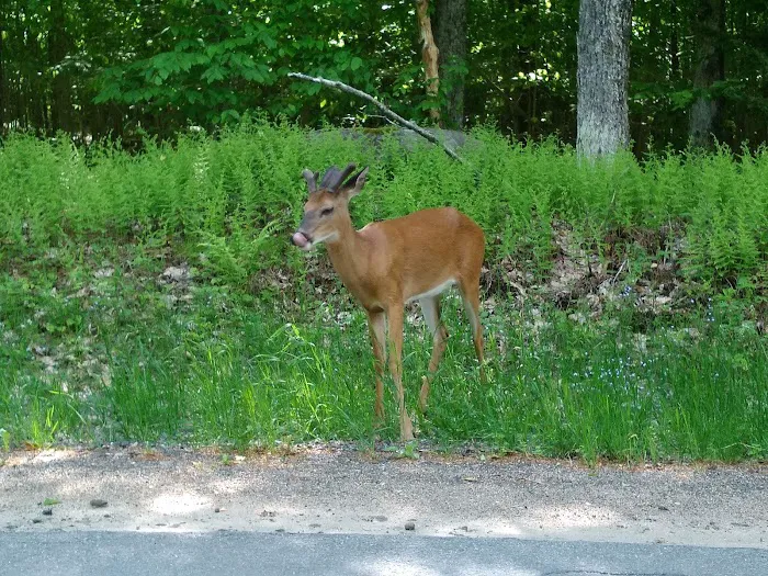 Nicks Lake Campground Picture 8