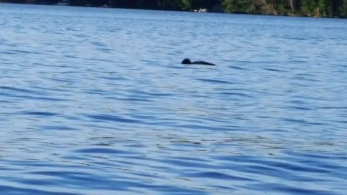 Bald Mountain Colony Picture 4