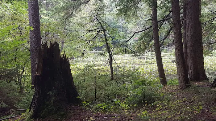 Alger Island Campground Picture 3