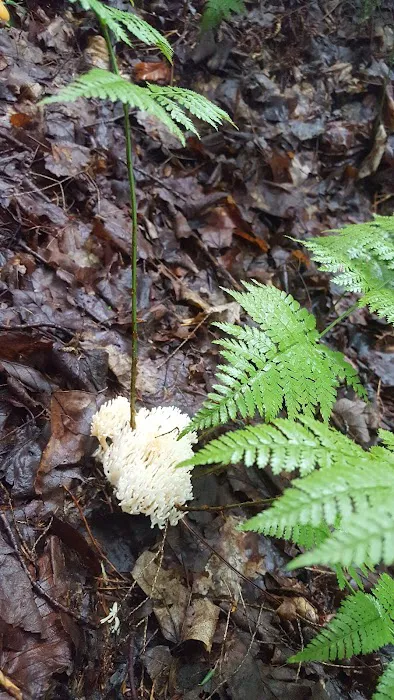 Alger Island Campground Picture 1