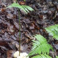 Alger Island Campground ico