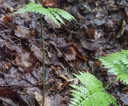 Alger Island Campground