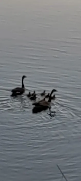 A1 Susquehanna Campground Picture 3