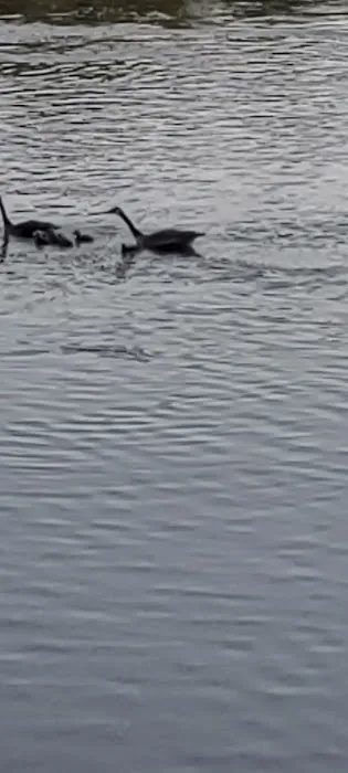 A1 Susquehanna Campground Picture 4