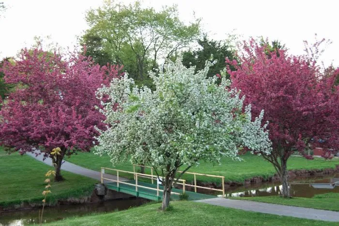 Cedar Lake Campground Picture 8