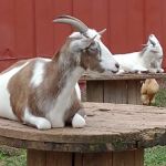 Thousand Trails Gettysburg Farm
