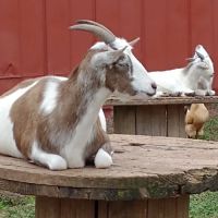 Thousand Trails Gettysburg Farm ico