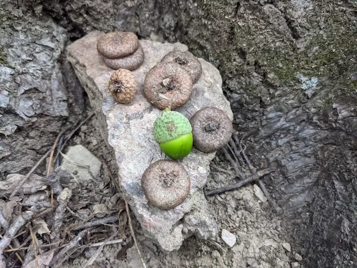 Codorus State Park Campground Picture 6