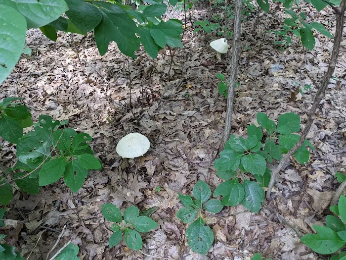 Codorus State Park Campground Picture 8