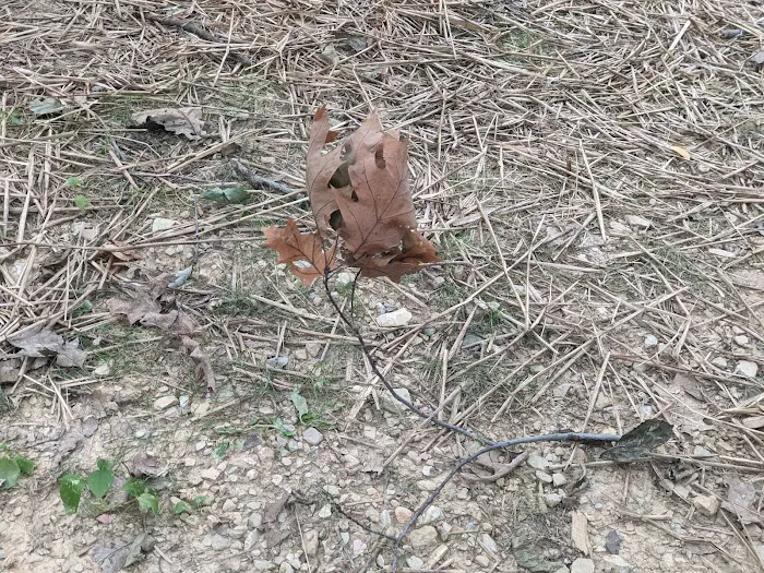 Codorus State Park Campground Picture 5