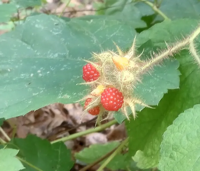 Codorus State Park Campground Entrance/Contact Station Picture 8