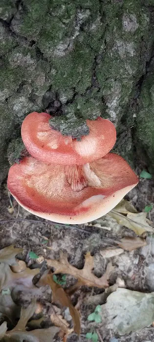 Codorus State Park Campground Entrance/Contact Station Picture 6