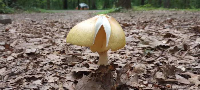 Codorus State Park Campground Entrance/Contact Station Picture 7