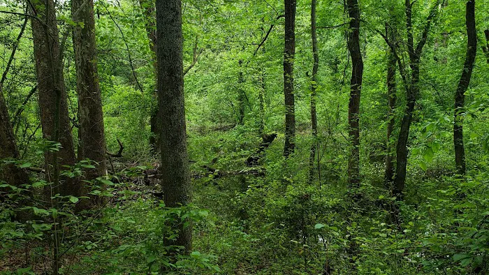 Tuckahoe State Park Campground Picture 10