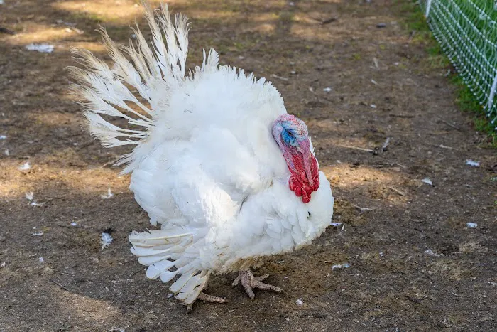 Huck and Buck Farm, LLC Picture 4