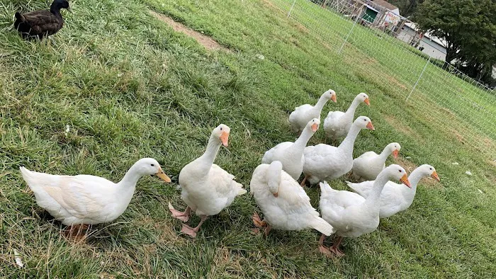 Huck and Buck Farm, LLC Picture 5