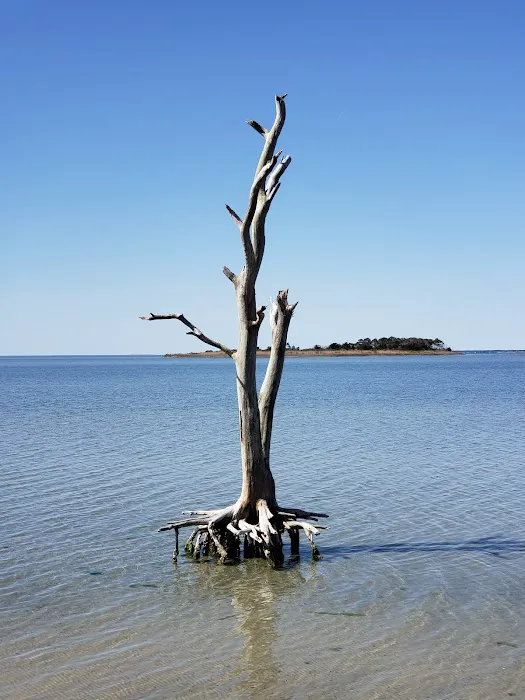 Assateague National Seashore Campground Picture 9