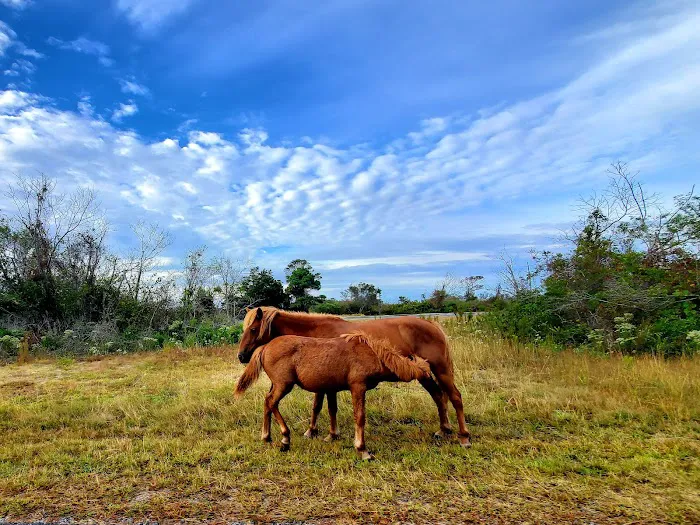 Assateague National Seashore Campground Picture 7