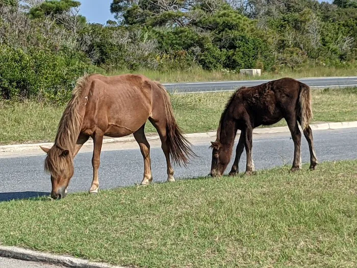 Oceanside Drive-In Campground Picture 8