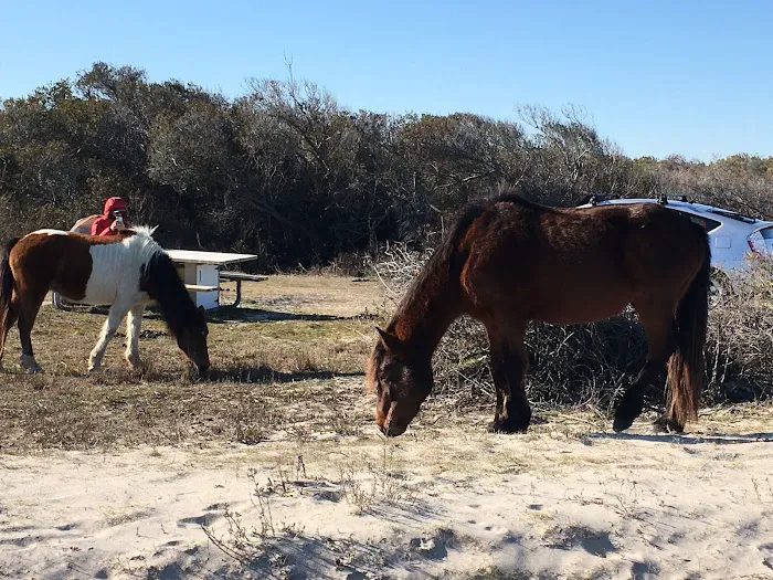 Oceanside Drive-In Campground Picture 6