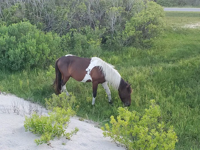 Oceanside Drive-In Campground Picture 7