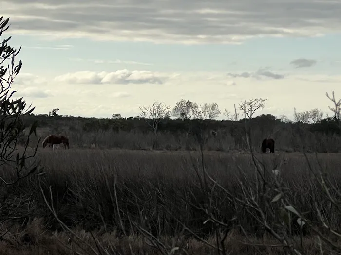 TIngles Island Camp, Assateague National Park Picture 6