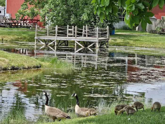 Paradise Park Campground Picture 1