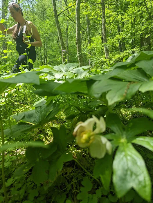 Tiadaghton Campground Picture 5