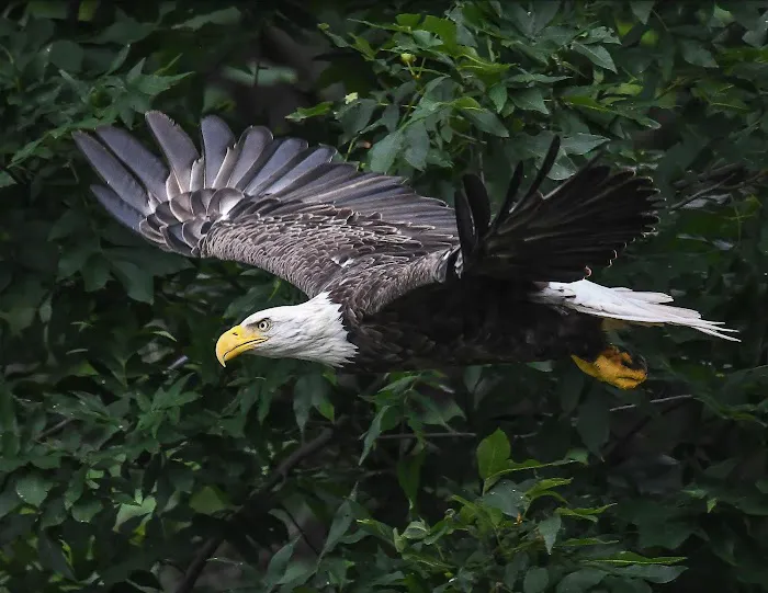 Pettecote Junction Campground Picture 4