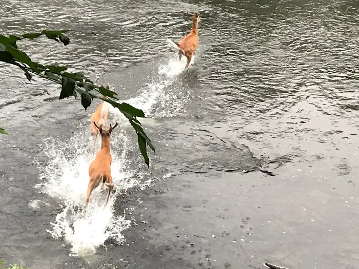 Pettecote Junction Campground Picture 6