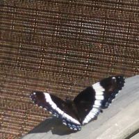 Cardinal Campground ico