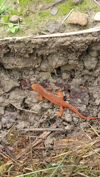 Cardinal Campground Picture 2