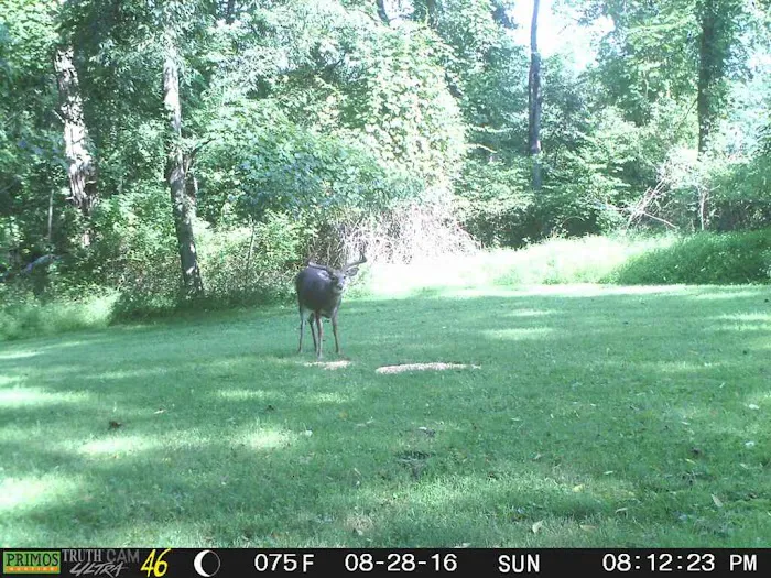 Black Forest Campground, LLC Picture 5