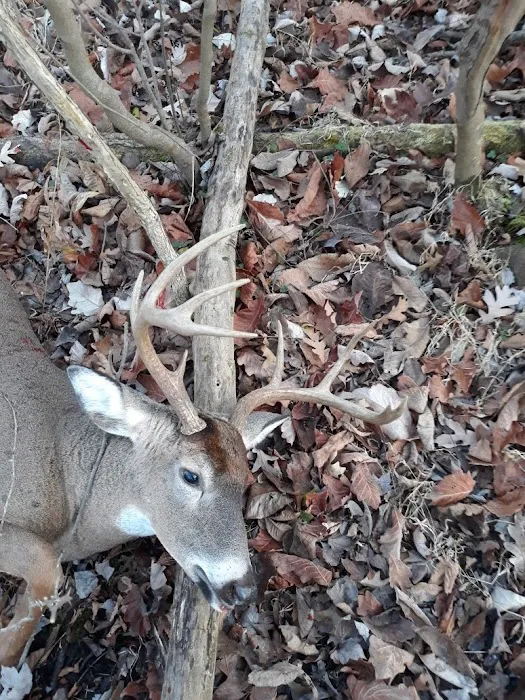 Black Forest Campground, LLC Picture 7