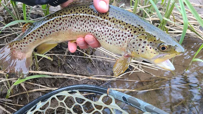 Tomb Flats Campground Picture 9