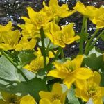 Hopeville Campground